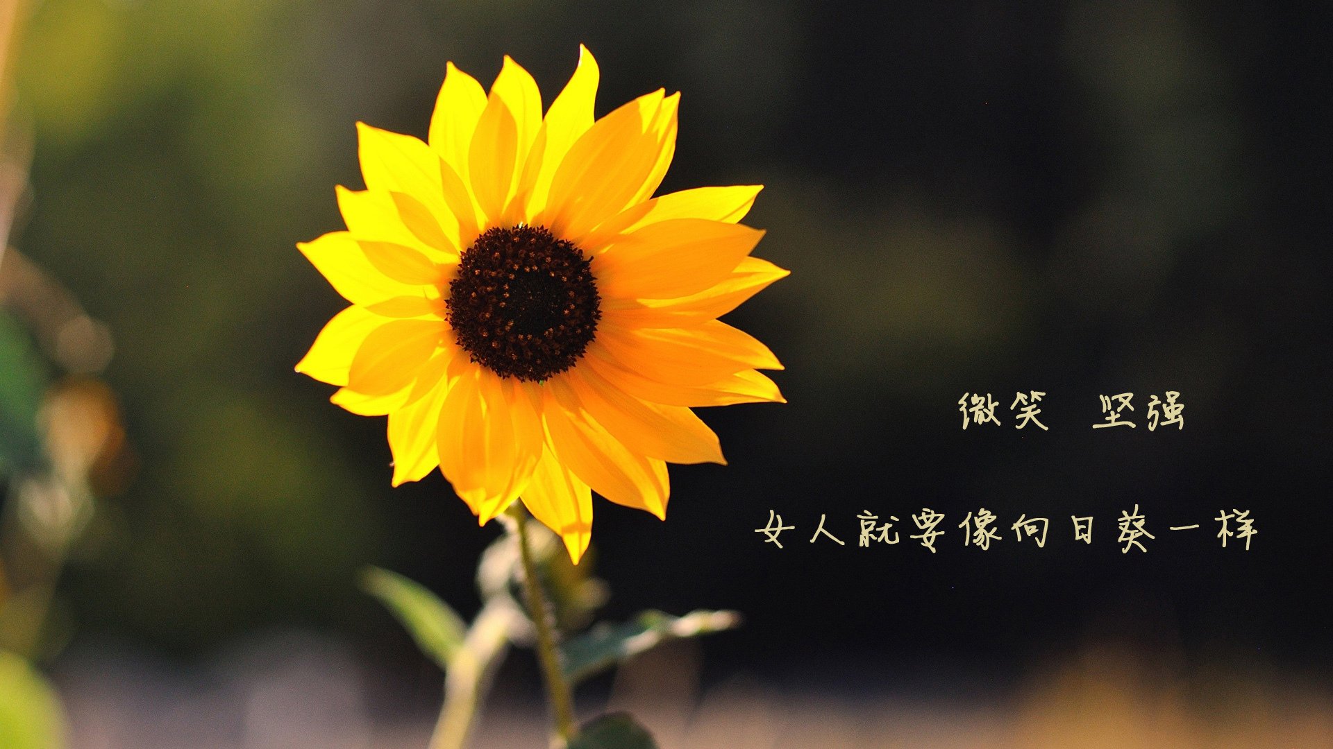 北美CS_GO联赛奖金创新纪录，csgo南美赛区