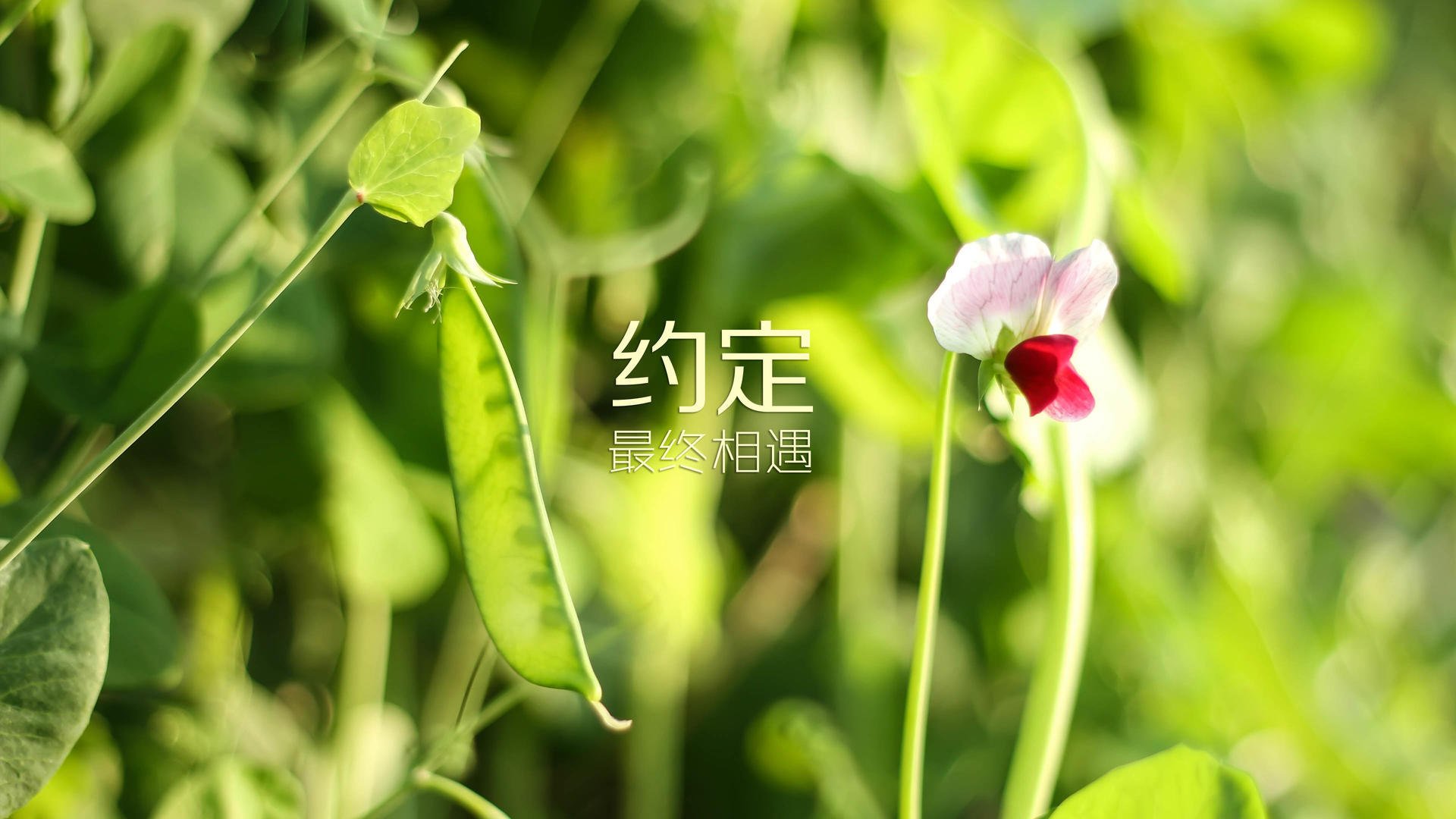开云网站-萨索洛主场-击败都灵，贝里亚尔进球助攻领衔，萨索洛前锋