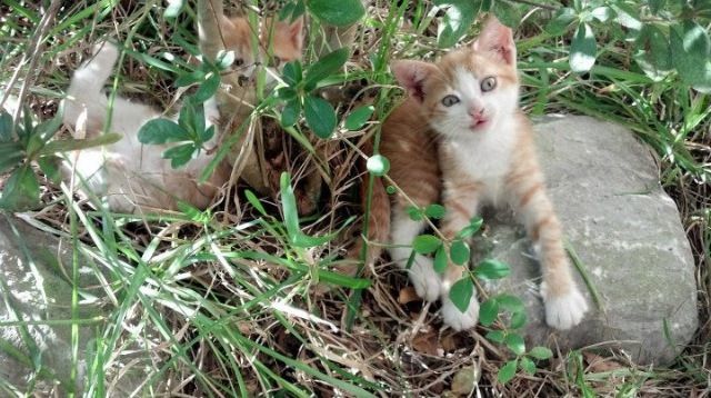 勒沃库森连续冲击打穿密集防守,勒沃库森首发