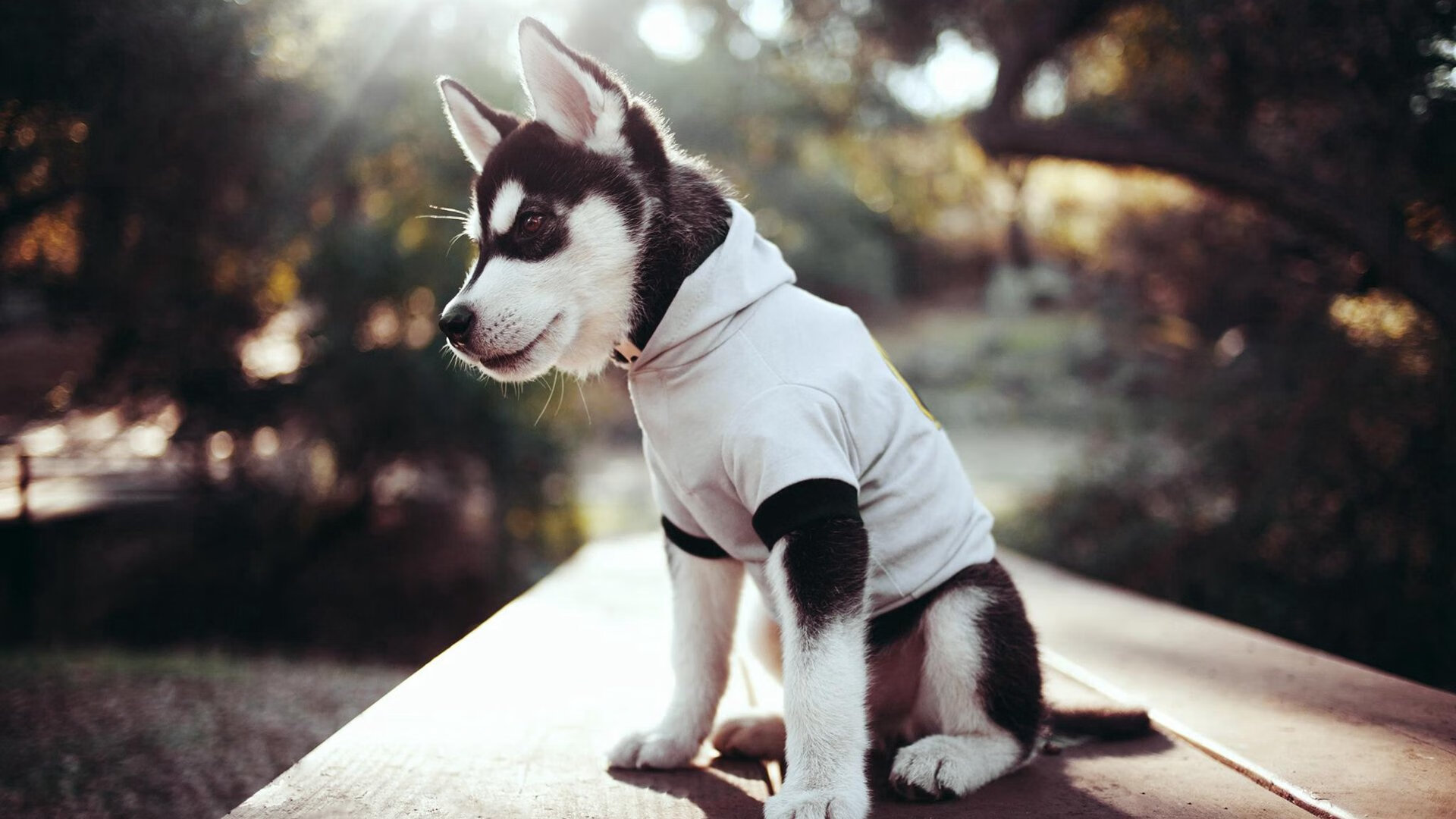 世界杯传世经典：永远令人难忘的瞬间，世界杯经典时刻