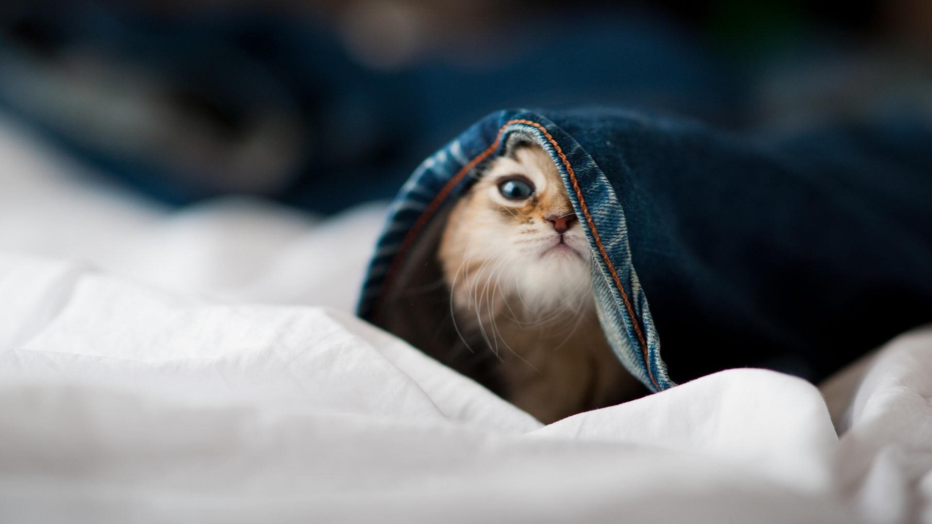 kaiyun体育app-法国新一代天才崭露头角，潜能巨大