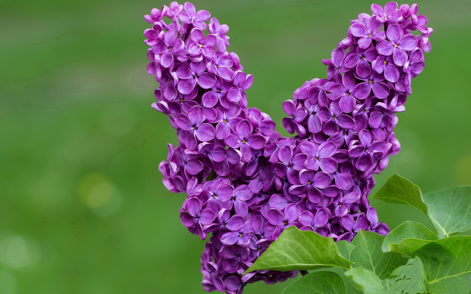 瑞士仰泳强将冲击奖牌,世界仰泳比赛视频高清